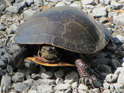Using Lake Michigan turtles to measure wetland pollution