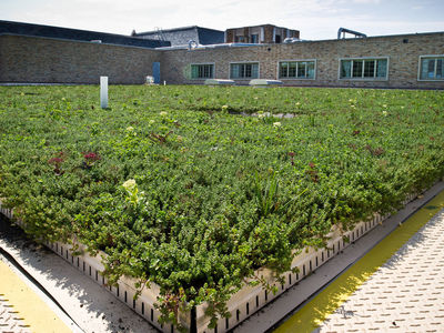 Dr. Ashish Sharma Discusses the Importance of Green Roofs