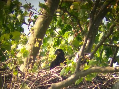 Two bald eaglets born at ND-LEEF in St. Patrick’s County Park