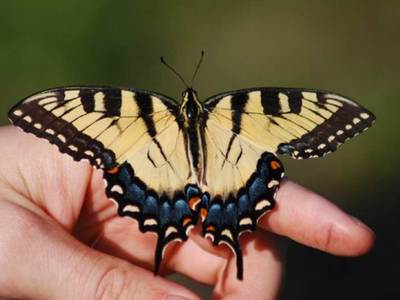 As climate changes, so could the genes of the Eastern tiger swallowtail butterfly