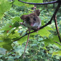 “Science at Sunset” series presents discussion on the role of small mammals in ecosystems