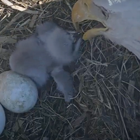 Bald eaglet hatch begins at Notre Dame Linked Experimental Ecosystem Facility in St. Patrick’s County Park
