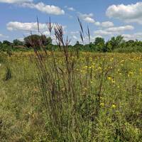 Restored prairie research area at ND-LEEF
