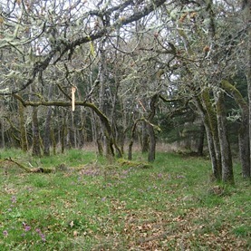 Garry oaks glade