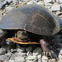 Using Lake Michigan turtles to measure wetland pollution