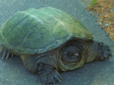 Turtles Help Monitor Ecological Health Of Great Lakes