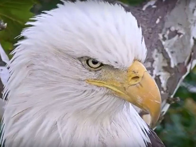 ND-LEEF to debut new “In-Nest” Eagle Cam