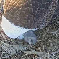 Bald eaglets born at Notre Dame environmental research facility in St. Patrick’s County Park