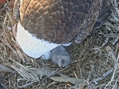 Bald eaglets born at Notre Dame environmental research facility in St. Patrick’s County Park