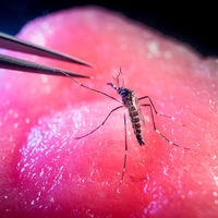  Mosquitoes are a major global health threat and Notre Dame researchers are fighting back