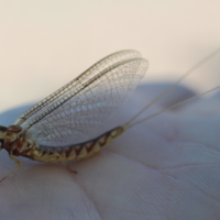 Weather radar records drastic drop in mayfly populations