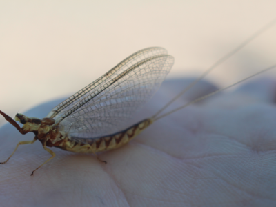 Weather radar records drastic drop in mayfly populations