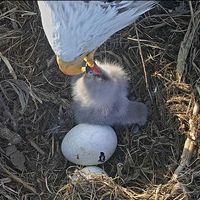 Bald eaglet hatch begins at Notre Dame Linked Experimental Ecosystem Facility in St. Patrick’s County Park
