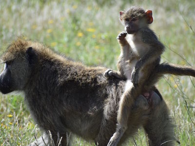 Baboons predicted to die young, do not also ‘live fast’