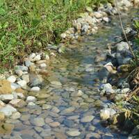 Stream at ND-LEEF