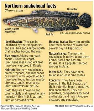 Northern Snakehead Facts