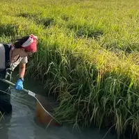 Rice-fish farming may help curb schistosomiasis while increasing food production
