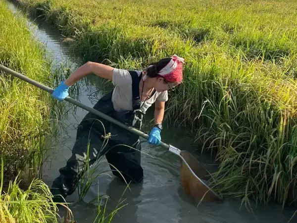 Rice-fish farming may help curb schistosomiasis while increasing food production